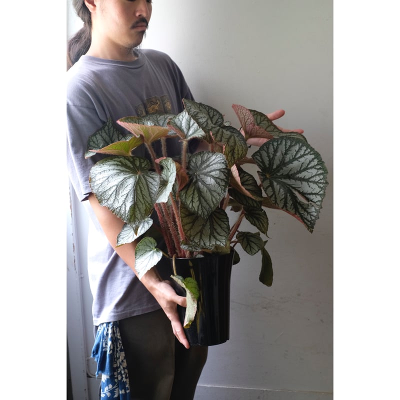 Begonia U309 | SAI botanical works