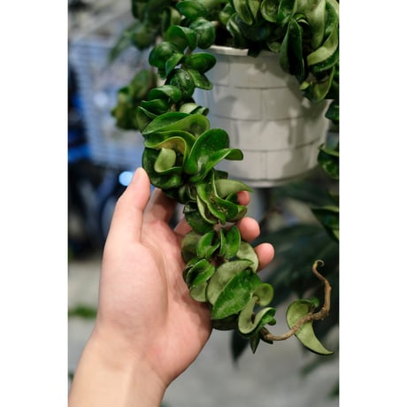 Hoya carnosa 'Compacta'