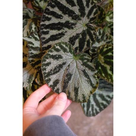Begonia "Silver Jewell"