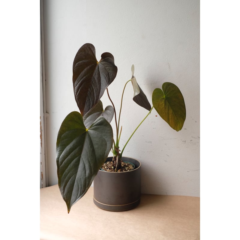 Amazon.co.jp: アンスリウム レッドクリスタリナムAnthurium 'Red