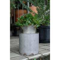 Adenium arabicum dwarf