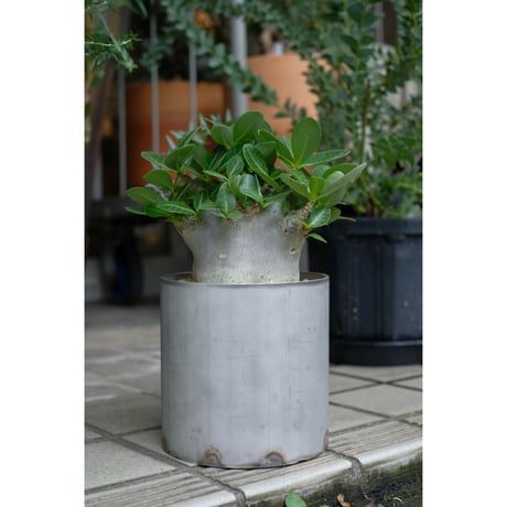 Adenium arabicum dwarf