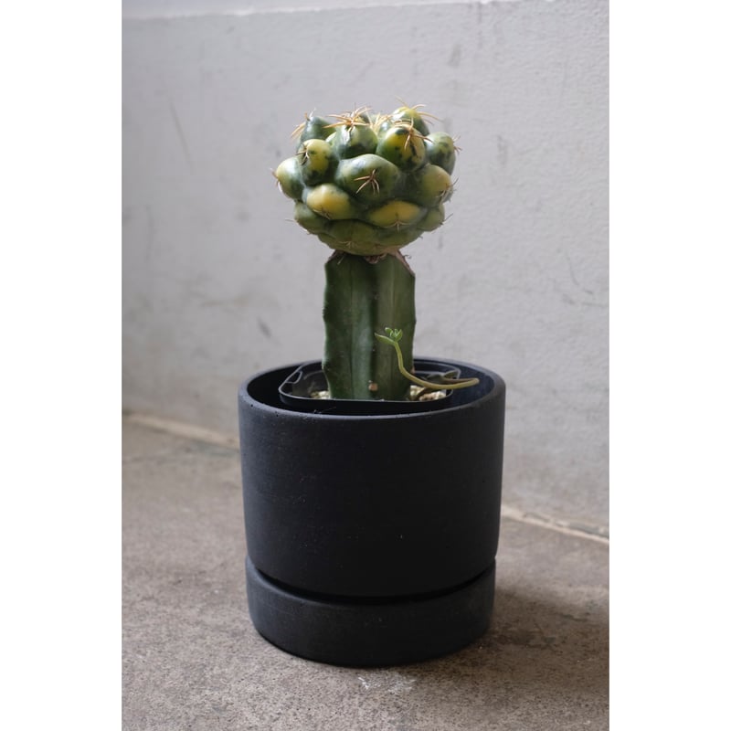 Coryphantha elephantidens 