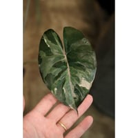 Alocasia yucatan princess variegata