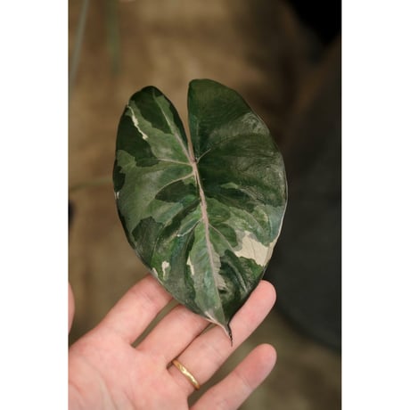 Alocasia yucatan princess variegata