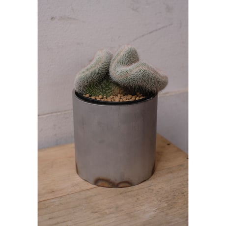 Mammillaria hahniana ②