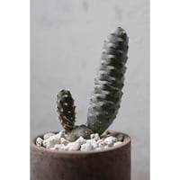 Tephrocactus geometricus 松笠団扇