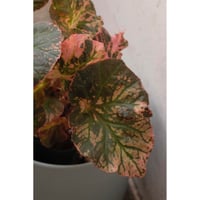 Begonia "Midnight sun"
