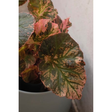 ベゴニア | STORES