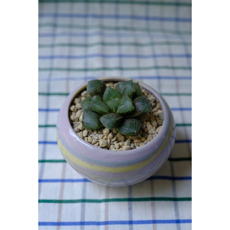 Yoshinori Takemura plant pot