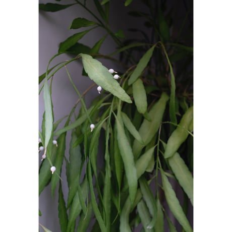 Pseudorhipsalis ramulosa