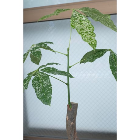 Pachira glabra 'Milky Way'