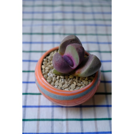 Yoshinori Takemura plant pot