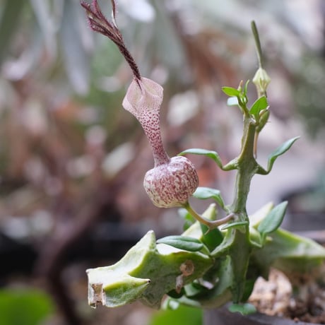 Ceropegia simoneae