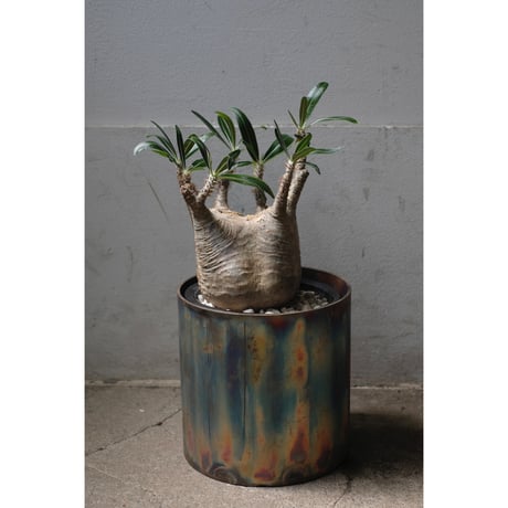 Pachypodium gracilius