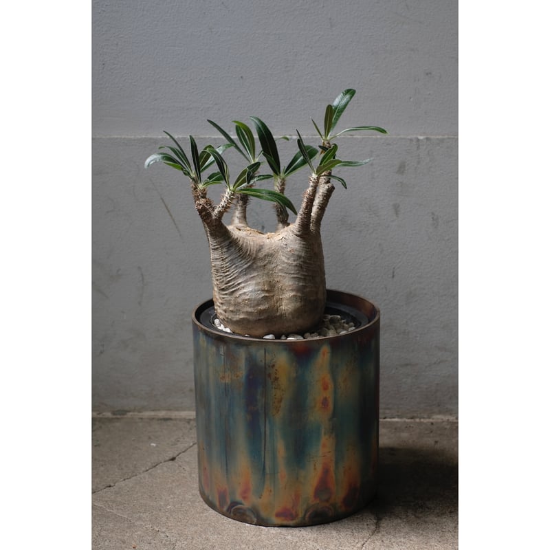 GIRUVI Pachypodium Gracilius グラキリス GIRUVI Pachypodium Gracilius グラキリス