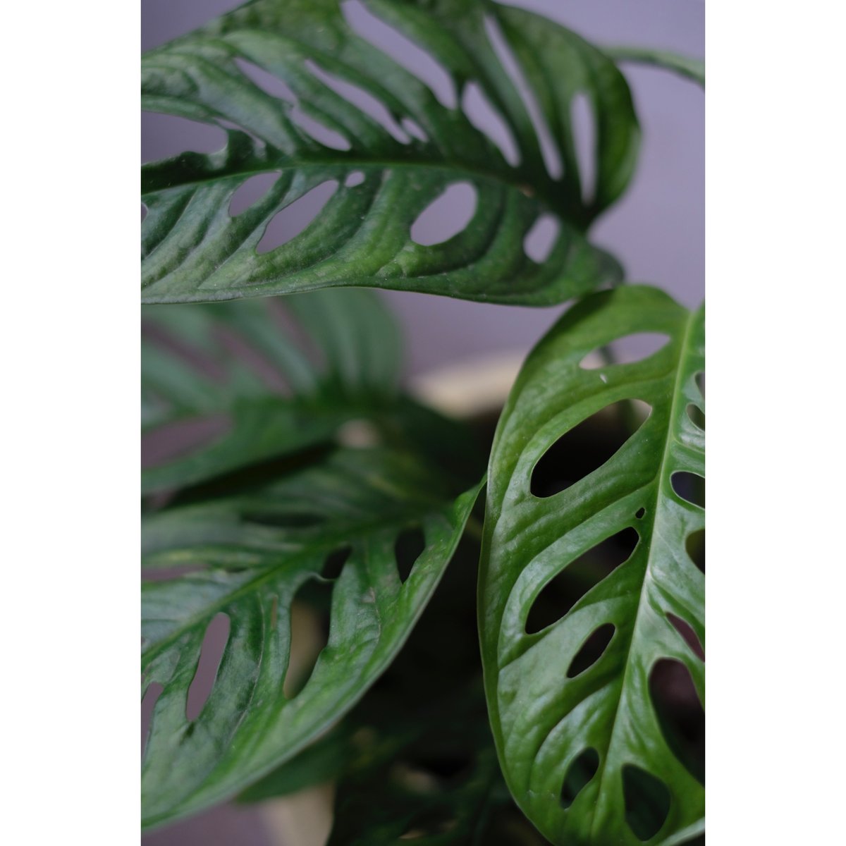 マドカズラ斑入り Monstera adansonii variegata My dream plant🌿 Monstera adansonii variegata is finally