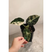 Alocasia reginula　"Black velvet" variegata