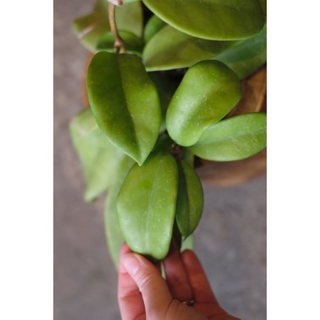 Hoya monetteae