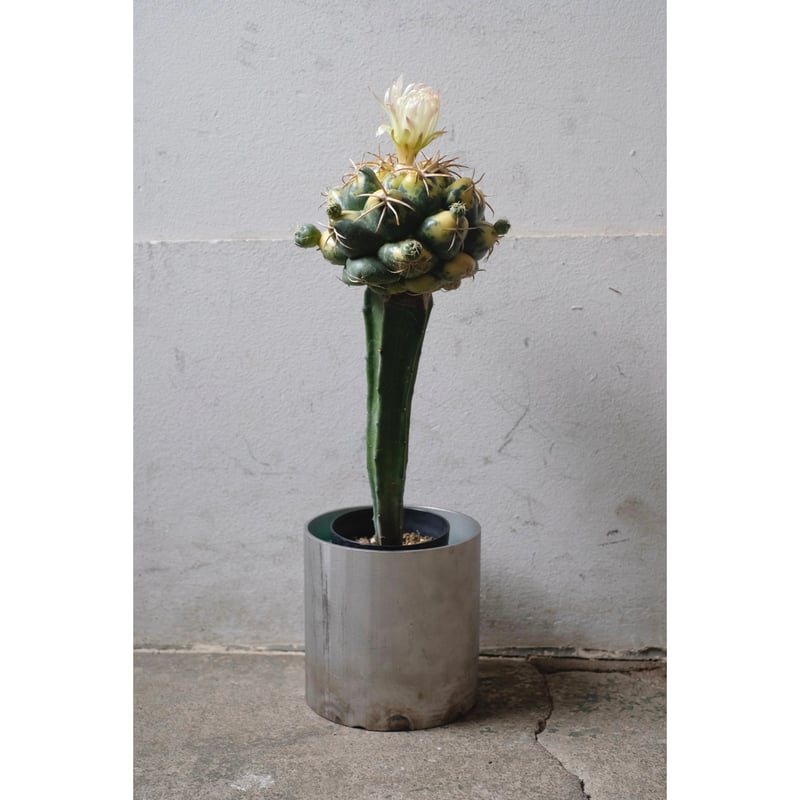 象牙丸錦 Coryphantha elephantidens 