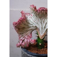 楽天市場】ディオーン エデュレ Dioon Edule 蘇轍 ソテツ