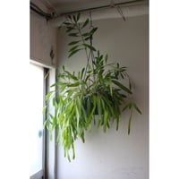 Pseudorhipsalis ramulosa