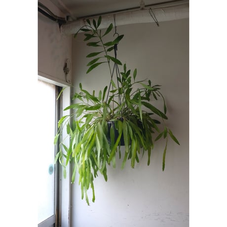 Pseudorhipsalis ramulosa