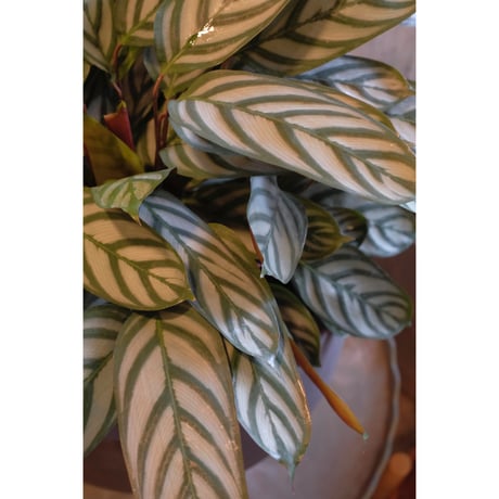 Ctenanthe setosa