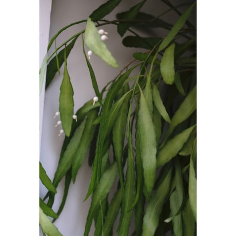Pseudorhipsalis ramulosa