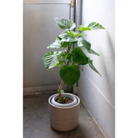 Ficus umbellata