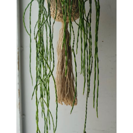 Rhipsalis  paradoxa