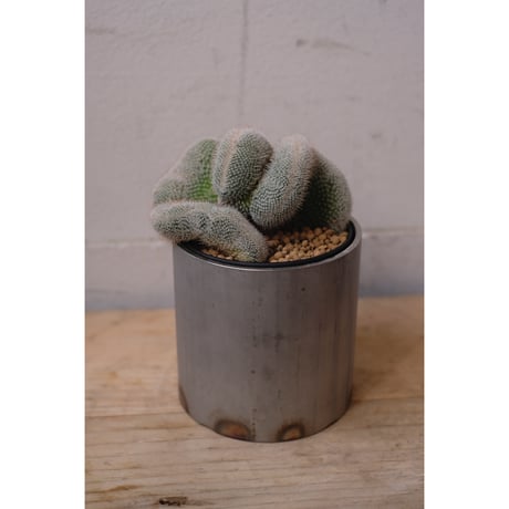 Mammillaria hahniana ②