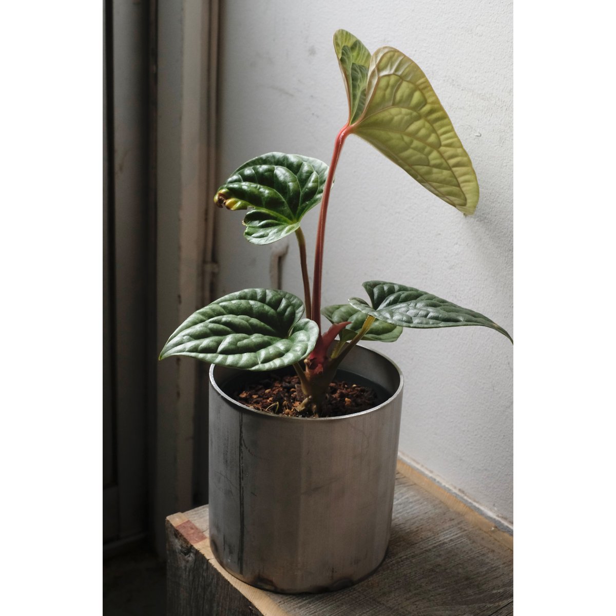 Anthurium luxurians | SAI botanical works