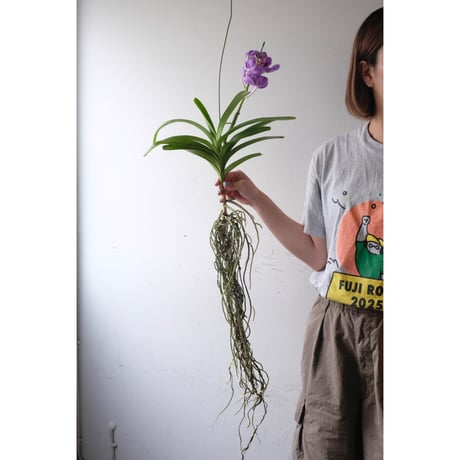 バンダ蘭 | STORES