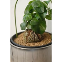 Dioscorea elephantipes "亀甲竜"