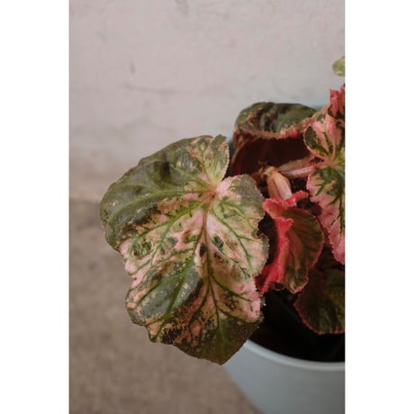 Begonia "Midnight sun"