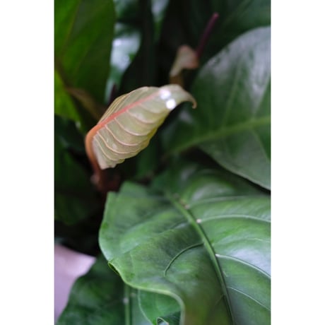 Anthurium "Jungle bush"