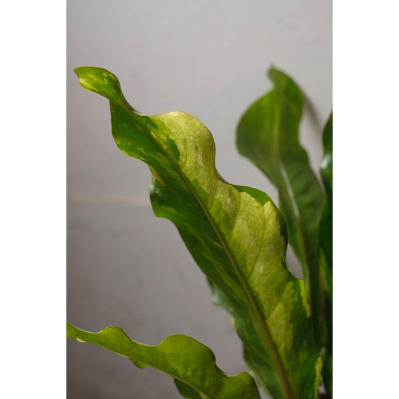 【HS】アンスリウム　斑入り HS】アンスリウム 斑入り アンスリウム・フーケリー 斑入り 2号