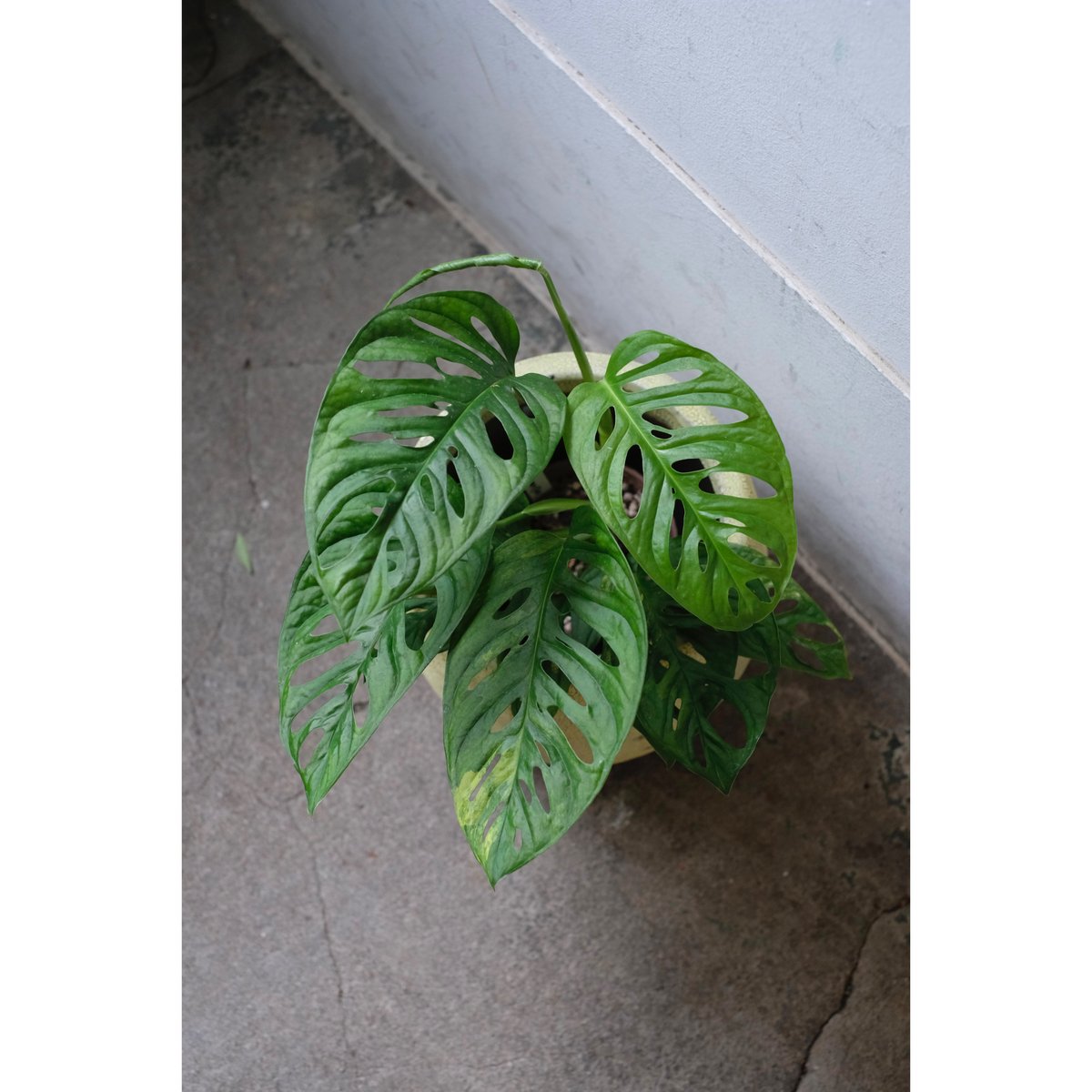 Monstera adansonii 'Variegata' | SAI botanical