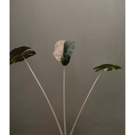 Alocasia yucatan princess variegata