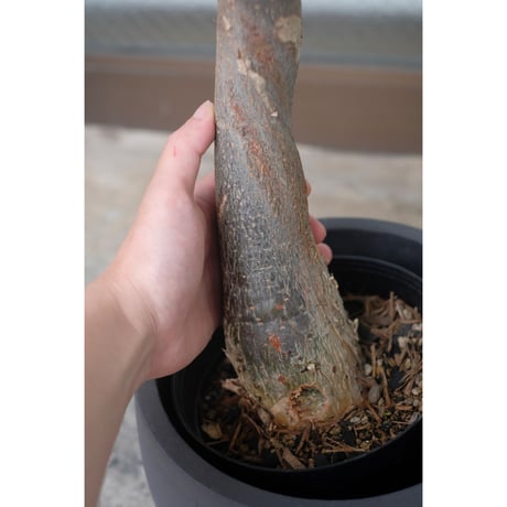 Pachira glabra 'Milky Way'
