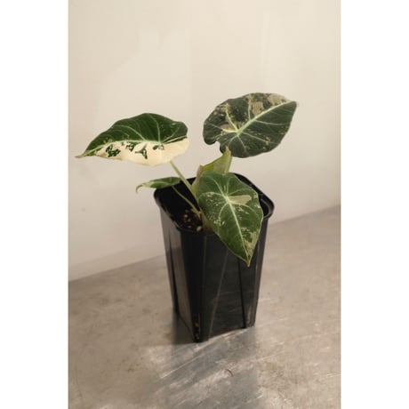 Alocasia reginula　"Black velvet" variegata