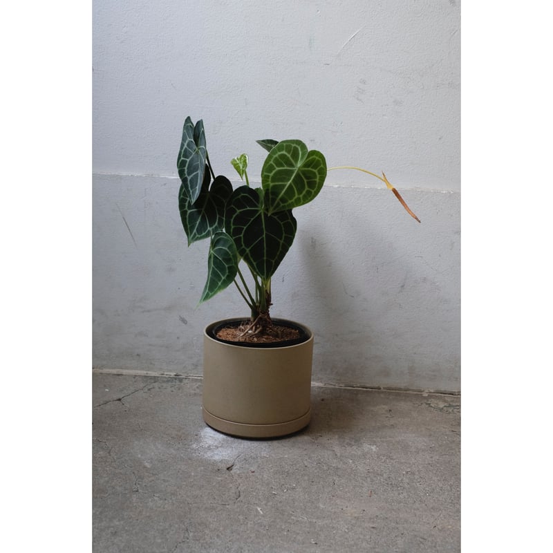 Anthurium clarinervium | SAI botanical works