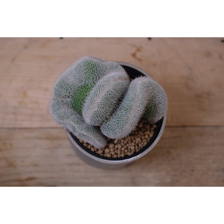 Mammillaria hahniana ②
