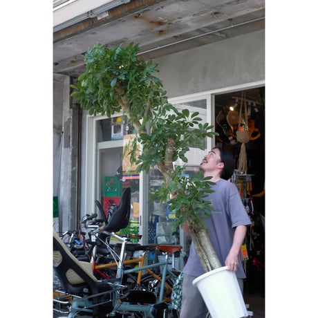 Schefflera arboricola