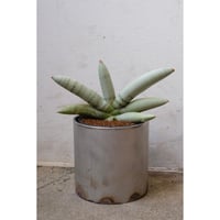 Sansevieria boncellensis "platinam"