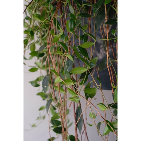 Codonanthe crassifolia