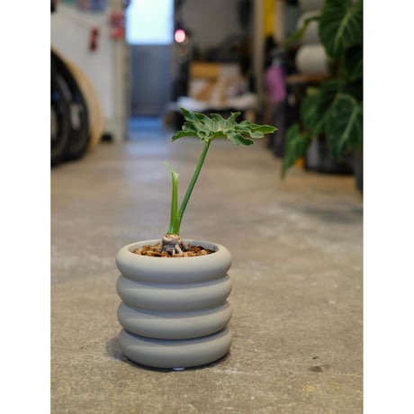 Philodendron selloum