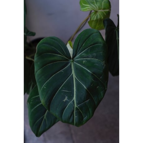 Philodendron gloriosum