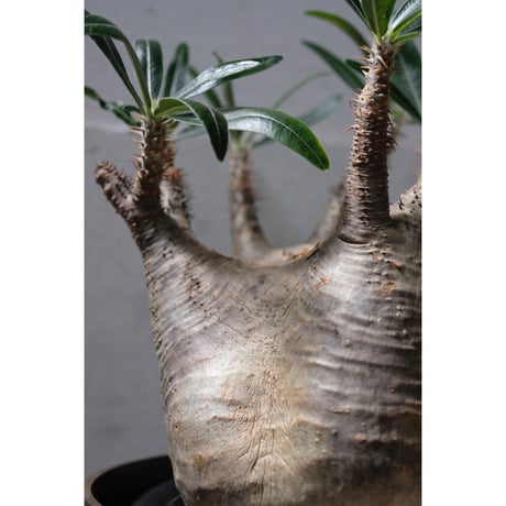 Pachypodium gracilius